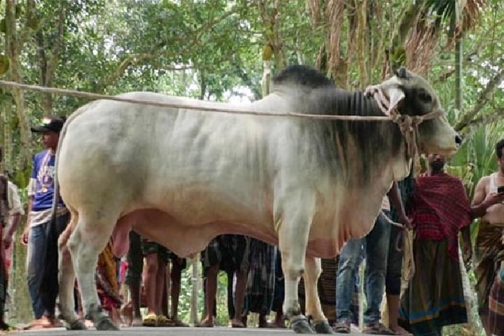 প্রধানমন্ত্রীকে কৃষকের কোরবানির গরু উপহার