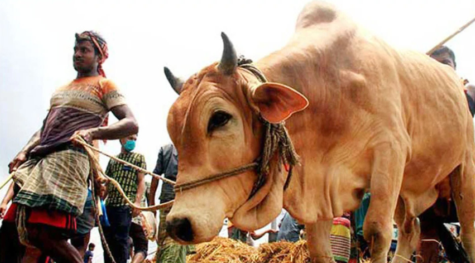 রাজধানীতে ২০টি পশুরহাট, বৃহস্পতিবার থেকে অনুষ্ঠানিক বিক্রি শুরু