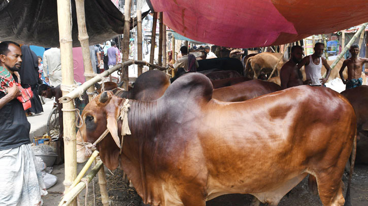 গরু-ছাগলে ভরপুর রাজধানীর পশুর হাট, দেখা মিলছে না ক্রেতার